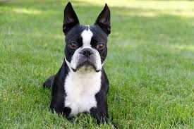 tuy dokmeyen kopekler ve bakimlari vetrium cayyolu veteriner klinigi