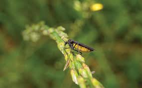 Especially places where moisture and humidity are quite high. Blog Why Do I Still Have Fungus Gnats In My Pelion Home