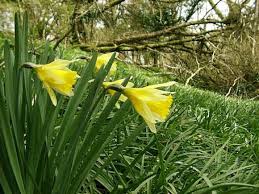 Wild Daffodil Narcissus Pseudonarcissus Daffodils Daffodil Images Wild Flowers