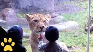 Amazing Video Kids At The Zoo Woman Yes Animals Dogs And Kids Funny Animal Videos