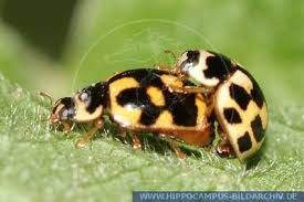 Image result for Isoglossa punctata