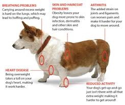 Weekly Wag Health Risks Of Free Feeding Overweight Dog