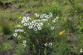 Image result for Callilepis laureola