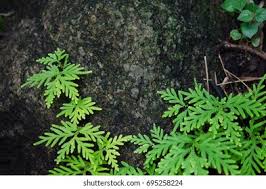 Image result for Selaginellaceae