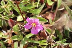 Image result for Dissotis pulchra