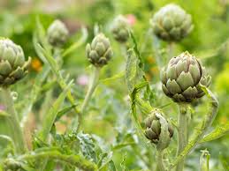 In the summer, irrigation will help keep temperatures down in the crop canopy to prevent bud opening. Artichoke Pests And Disease Help For Artichoke Plants Under Attack