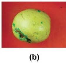 Demikian ulasan mengenai cara memupuk jambu kristal saat berbunga dan berbuah semoga artikel ini dapat menambah wawasan dan bermanfaat untuk anda. Pdf Metode Klasifikasi Mutu Jambu Biji Menggunakan Knn Berdasar Fitur Warna Dan Tekstur