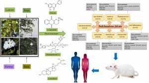 Image result for Dolichandrone alba