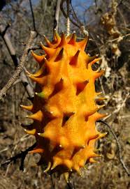 Image result for Cucumis metuliferus