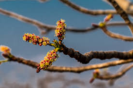 Image result for Vepris reflexa