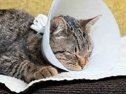 Cat Not Eating After Surgery