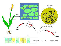 Because many children within countries where there is a dietary deficiency in vitamin a depend on rice as a staple food, the genetic modification to make rice. Golden Rice And Bt Crops Unanswered Safety And Efficacy Questions Ppt Download