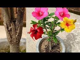 Multiple Flowering Colour In 1 Hibiscus Plant How To Multiple Grafting On Hibiscus Plant Youtube Hibiscus Plant Hibiscus Flowers Planting Roses