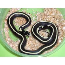 The california king snake has smooth, shiny scales that can be ringed, striped, spotted or a combination. Striped Black White California King Snake Baby Strictly Reptiles Inc