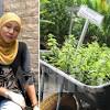 Di malaysia daun kekabu yang sudah diramas dan direndam didalam air panas atau direbus,diminum sebagai ubat demam panas,sifilis dan selepas. 1