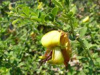 Image result for Crotalaria monteiroi
