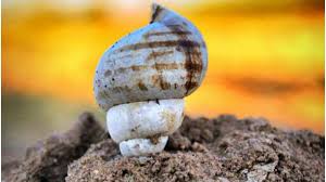 However it should be kept on red cloth in the worship room or wrapped in red cloth if kept in a locker. Vastu Tips Keeping Conch In The House Gives Relieves Vastu Defects Brings In Wealth Astrology News India Tv