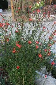 Image result for Silene
