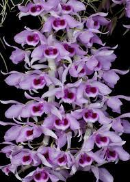 Den Little Sweetscent Orchid Plants Beautiful Orchids Orchids