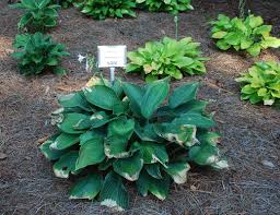 Sunburn can result in the same symptoms but on the section of the leaves closest to the sun, rather than just on anthracnose is the most common foliar disease of hostas. Thriving Hostas For Southern Louisiana Landscapes