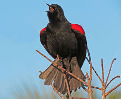 If you find me in late summer or early spring, you might find that my head and neck are pink, which is my breeding plumage. Red Wing Blackbird Displays And Sings By Robomsawin Jungledragon Red Wing Blackbird Wild Animals Videos Black Bird