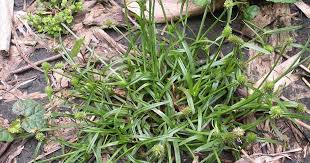 Image result for Kyllinga squamulata