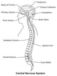 Medically reviewed by the healthline medical network — written by the healthline editorial team on february 5. Diagram Of The Central Nervous System Wiring Diagram Portal