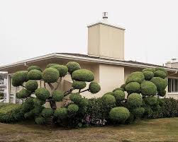 12' tall x 8' wide. The Topiary Trees Of San Francisco Amusing Planet