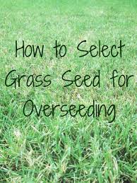 Fall Is The Best Time To Overseed Your Lawn Whether For Winter Greenery Or For Repair And Replacement Of Patchy Damaged Overseeding Lawn Care Tips Winter Lawn