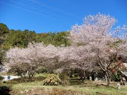 「四季桜」の画像検索結果