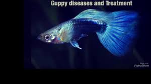 How To Cure Guppy Fish Diseases In Malayalam Youtube