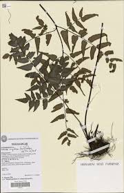 Image result for Pellaea angulosa