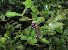 Image result for Memecylon sp. D