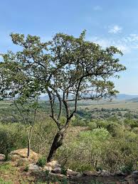 Image result for Dasylepis racemosa