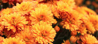 Of course, in order for mums to achieve their full potential, keep the following in mind when it comes to planting Caring For Mums In Containers 16 Acres Garden Center