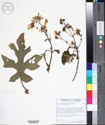 La palabra mazamitla proviene del náhuatl; Seinet Portal Network Montanoa Bipinnatifida