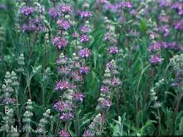 Orienpet lily, uncorked siberian iris, sweet memory curcuma Salvia Bee S Bliss Yerba Buena Nursery Specializing In California Native Plants And Ferns