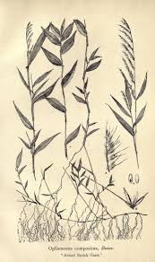 Image result for Oplismenus compositus