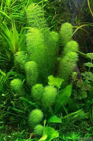 Image result for Limnophila