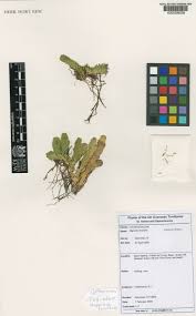 Image result for Huperzia saururus