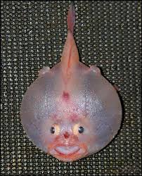 Weird Deep Sea Creatures Weird Sea Creatures Deep Sea Creatures Beautiful Sea Creatures