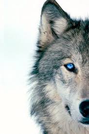 Wolf 58 Animals Beautiful Wolves Animals Wild