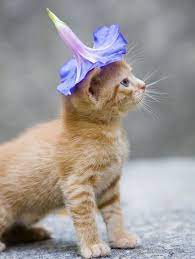 Ten Cat Flowers That Dogs Have Grown For Fun Cats In Flower Costumes Baby Animals Cats Cute Animals