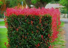 Tale genere accoglie circa 200 specie differenti, anche se la più nota rimane la t. F Di Piante Con Foglie Rosse Arbusti Sempreverdi Con Nuova Crescita Rossa