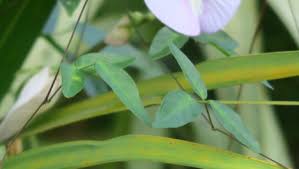 Image result for Mostuea microphylla