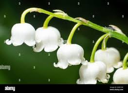 Image result for Convallariaceae