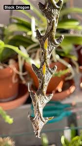 Image result for Ceropegia elongata