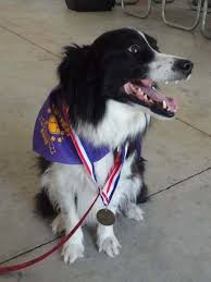 Please select petrescue id pet name group article. Ohio Border Collie Rescue Border Collie Dog Lab Dogs Border Collie