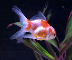Balıklar birbirine saldırabilir, kavga çıkabilir, birbirini. Japon Baligi Goldfish Bakimi Beslenmesi Ve Uretimi Icin Tiklayin