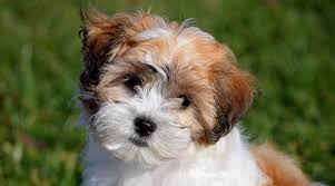 They are a small pup, so ideal. Shih Tzu Mixes 40 Unique Shih Tzu Crossbreeds With Pictures